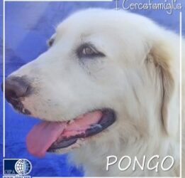 Pongo (Bari)