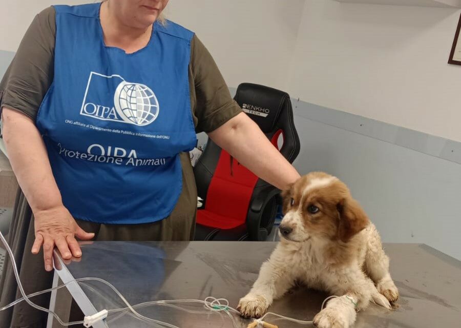 TRE CUCCIOLI RICOVERATI D’URGENZA E TANTI ALTRI ABBANDONATI E FERITI: SENZA SOSTA I SOCCORSI DEGLI ANGELI BLU DI SERINO, IN PROVINCIA DI AVELLINO. OFFRI IL TUO AIUTO