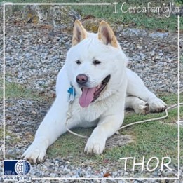 Thor (Ravenna)