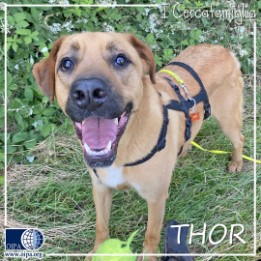 Thor (Milano)