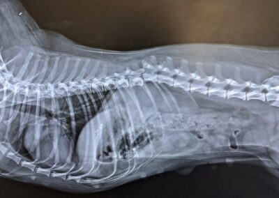 spina dorsale cane spezzata