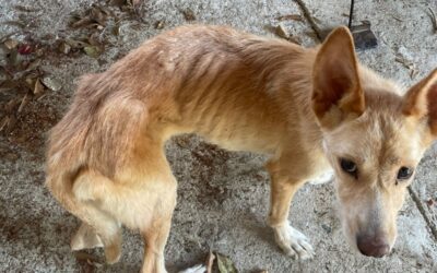 PELLE E OSSA, SI STAVA LASCIANDO ANDARE: GLI ANGELI BLU DI BENEVENTO SALVANO ZENA, CAGNOLINA ABBANDONATA IN UNA ZONA DI MONTAGNA. DONA PER LE SUE CURE