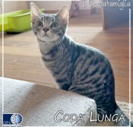 I CERCAFAMIGLIA: CODA LUNGA