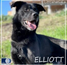 🐾 I CERCAFAMIGLIA: ELLIOTT 🐾