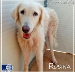 🩷 I CERCAFAMIGLIA: ROSINA 🩷