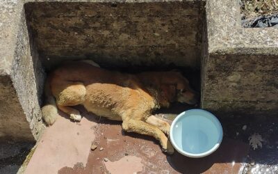 GLI ANGELI BLU DI AVELLINO SALVANO SMILE, CAGNOLINO SEMIPARALIZZATO. AIUTACI A RESTITUIRGLI LA SPERANZA DI UNA RINASCITA