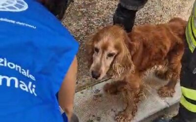 MODICA (RAGUSA). LA STORIA DI BENNY, ANZIANO COCKER SEGREGATO SU UN BALCONE E SALVATO DA UN DELICATO LAVORO DI SQUADRA TRA ANGELI BLU, POLIZIA LOCALE E VIGILI DEL FUOCO