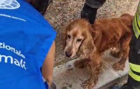 MODICA (RAGUSA). LA STORIA DI BENNY, ANZIANO COCKER SEGREGATO SU UN BALCONE E SALVATO DA UN DELICATO LAVORO DI SQUADRA TRA ANGELI BLU, POLIZIA LOCALE E VIGILI DEL FUOCO