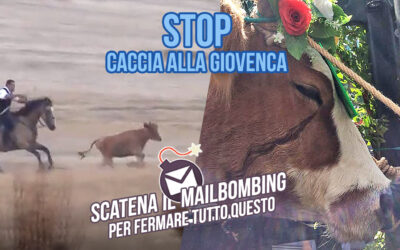 STOP “CACCIA ALLA GIOVENCA”: PARTECIPA AL MAILBOMBING PER DIRE BASTA ALL’USO DI ANIMALI NELLE FESTE POPOLARI