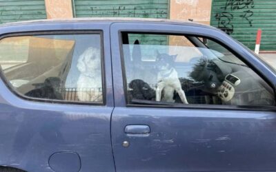 CHIUSI IN AUTO, SEQUESTRATI DALLE GUARDIE ZOOFILE OIPA DUE CANI A PALERMO. DENUNCIATO IL DETENTORE