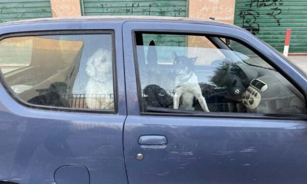 CHIUSI IN AUTO, SEQUESTRATI DALLE GUARDIE ZOOFILE OIPA DUE CANI A PALERMO. DENUNCIATO IL DETENTORE