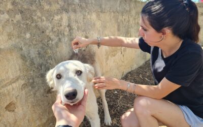 VOLONTARI OIPA IN STRADA PER APPLICARE ANTIPARASSITARI A CANI E GATTI SENZA CASA