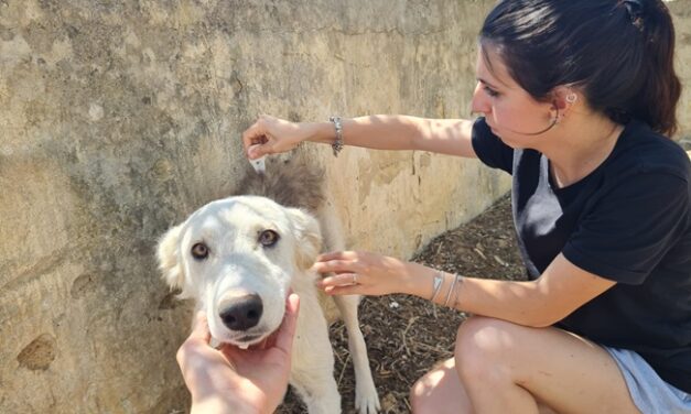 VOLONTARI OIPA IN STRADA PER APPLICARE ANTIPARASSITARI A CANI E GATTI SENZA CASA