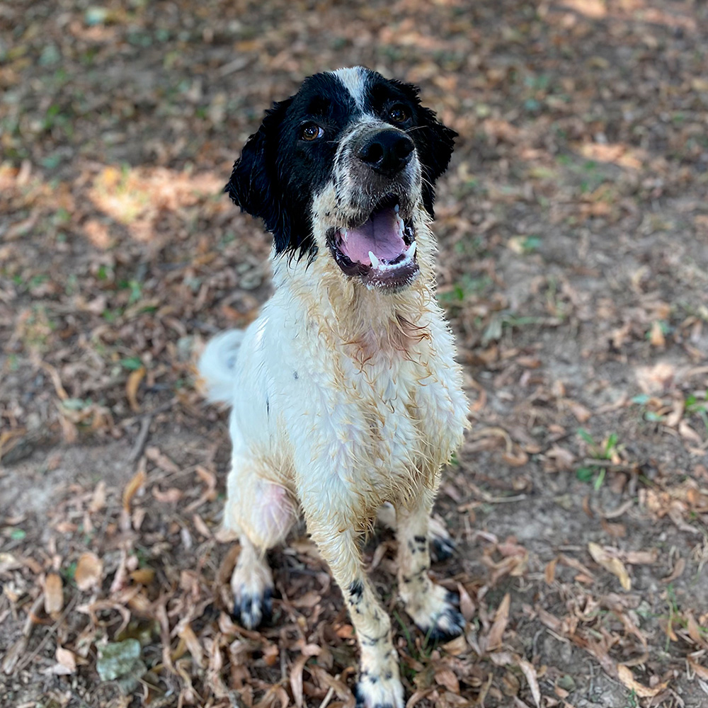 cane sam setter seduto