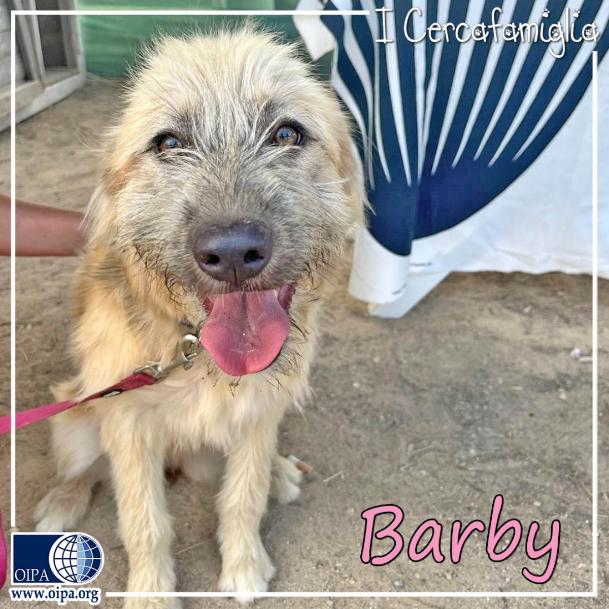 cane barby in adozione