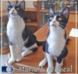 I CERCAFAMIGLIA: MICHEAL & MARIA