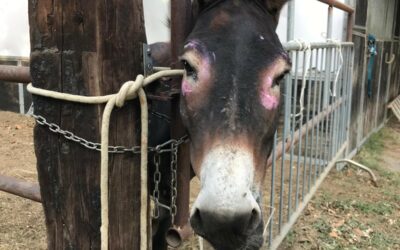 GLI ANGELI BLU DI RAVENNA IN AIUTO DI SEI ASINI E CAVALLI SOTTRATTI A UNA CONDIZIONE DI GRAVE INCURIA. AIUTIAMOLI A RINASCERE CON UN GESTO DI SOLIDARIETÀ