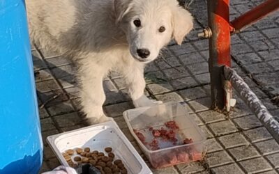 CUCCIOLO Di 4 MESI SALVATO DAGLI ANGELI BLU DI TERMOLI. AIUTACI A OFFRIRE AL PICCOLO BONO L’ASSISTENZA SANITARIA DI CUI HA BISOGNO