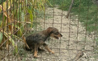 STAVA AGONIZZANDO IN UNA TRAPPOLA MORTALE: GLI ANGELI BLU DI BADOLATO SALVANO LA PICCOLA ELENA. DENUTRITA E TERRORIZZATA, ORA HA BISOGNO DI RINASCERE