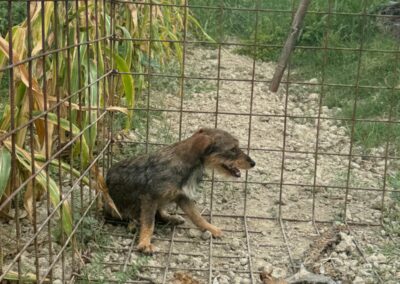 cane in trappola per cinghiali