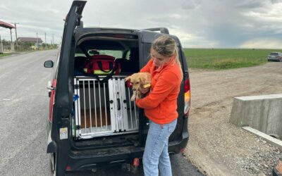 ALLUVIONE IN EUROPA CENTRALE E ORIENTALE: GLI AIUTI DI SAVA’S SAFE HAVEN, LEGA MEMBRO DELL’OIPA, AGLI ANIMALI COLPITI A GALATI