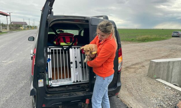 ALLUVIONE IN EUROPA CENTRALE E ORIENTALE: GLI AIUTI DI SAVA’S SAFE HAVEN, LEGA MEMBRO DELL’OIPA, AGLI ANIMALI COLPITI A GALATI