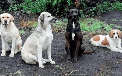 DAL DOLORE ALLA GIOIA: NASCE KAVOD, UN PICCOLO RIFUGIO PER OSPITARE GLI ANIMALI SALVATI DAGLI ANGELI BLU DELL’OIPA DI CATANIA. AIUTIAMOLI TUTTI INSIEME A ULTIMARE IL PROGETTO