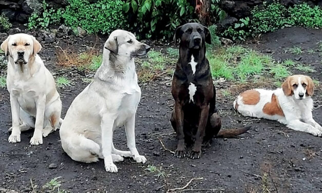 DAL DOLORE ALLA GIOIA: NASCE KAVOD, UN PICCOLO RIFUGIO PER OSPITARE GLI ANIMALI SALVATI DAGLI ANGELI BLU DELL’OIPA DI CATANIA. AIUTIAMOLI TUTTI INSIEME A ULTIMARE IL PROGETTO