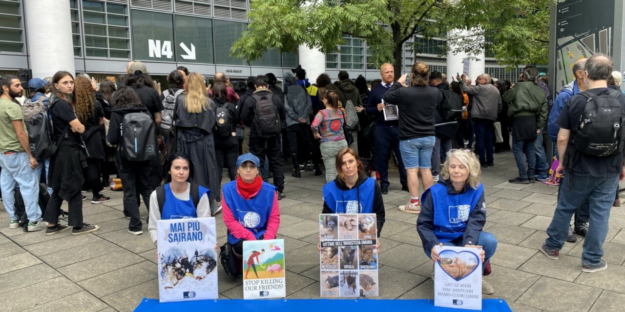 MAI PIÙ SAIRANO, MAI PIÙ UN 20 SETTEMBRE: L’OIPA DI MILANO AL PRESIDIO IN RICORDO DEI 9 MAIALI UCCISI NEL RIFUGIO “CUORI LIBERI”