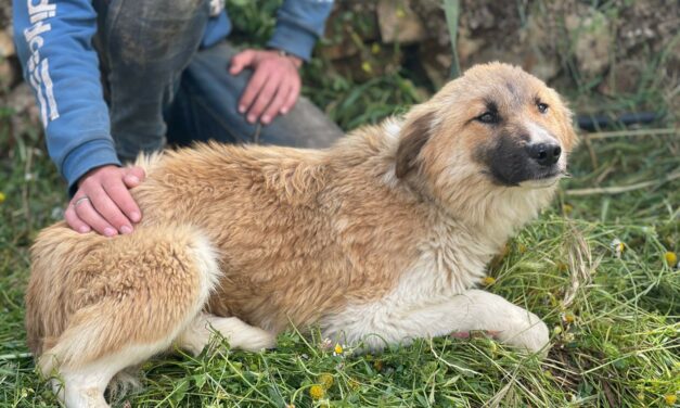 EMERGENZA LIBANO: MISSIONE DI SALVATAGGIO PER 30 CANI IN PERICOLO