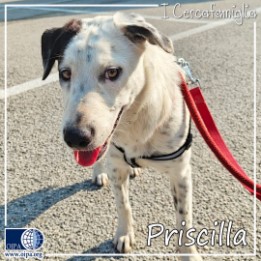 I CERCAFAMIGLIA: PRISCILLA