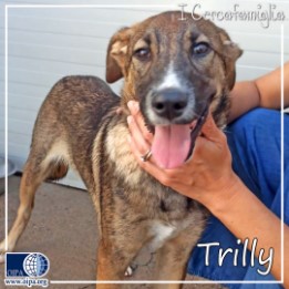 I CERCAFAMIGLIA: TRILLY