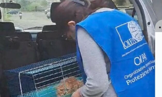 UNA CATENA DI SOLIDARIETÀ PER ADAM, DOLCISSIMO GATTO SOFFERENTE SOCCORSO DAGLI ANGELI BLU DI LAMEZIA TERME