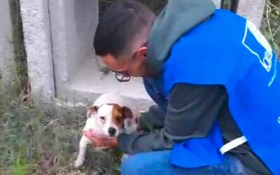 GLI ANGELI BLU DI VALLO DI DIANO SALVANO FLIX, CAGNOLINO AVVISTATO ALL’IMBOCCO DI UN’AUTOSTRADA. AIUTIAMOLO A GUARIRE E A TROVARE UNA FAMIGLIA