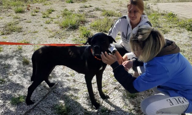 FUORI DAL CANILE PER SEMPRE: LA STORIA DI INDIA, IL CANE CORSO DALLO SGUARDO TRISTE RESTITUITA A UNA SECONDA VITA