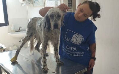 GLI ANGELI BLU DI LIVORNO IN AIUTO DI LILÙ E CLEOPATRA, DUE ANZIANE CAGNOLINE SOFFERENTI PER UN TUMORE. BASTA UN GESTO DI SOLIDARIETÀ PER ALLEVIARE IL LORO DOLORE