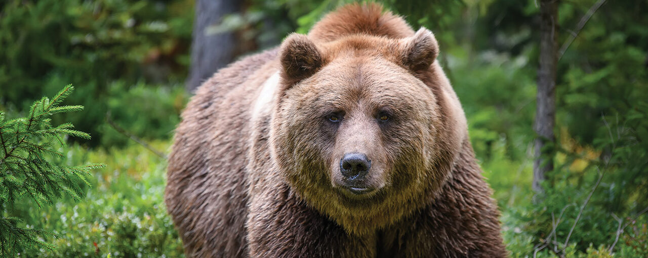 L’orso bruno è pericoloso?