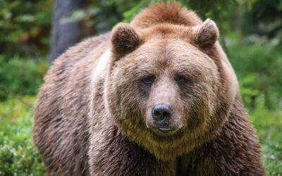 L’orso bruno è pericoloso?