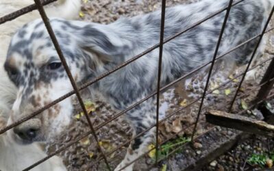 MAXISEQUESTRO OIPA AD ALESSANDRIA: SALVATI OTTO CANI, DUE GATTI, UN CAVALLO, UNA CAPRA E TRENTA VOLATILI MALNUTRITI E TRASCURATI. INDAGATI I PROPRIETARI