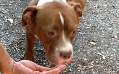 SALVATI DALLE GUARDIE ZOOFILE OIPA DI ALESSANDRIA DUE CANI ABBANDONATI IN UN APPARTAMENTO DISABITATO