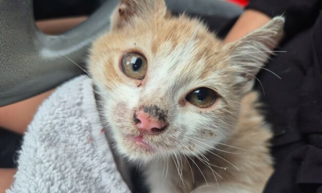 CUCCIOLI AFFAMATI E AMMALATI SALVATI DAGLI ANGELI BLU DI TREVISO DA UN VERO E PROPRIO INFERNO: OGNI AIUTO CONTA