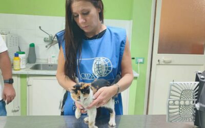 UNA CORSA CONTRO IL TEMPO PER SALVARE MEMOLE, GATTINA AGONIZZANTE IN STRADA. UNISCITI AGLI ANGELI BLU DI CAMPOFELICE PER RIDARLE LA SPERANZA