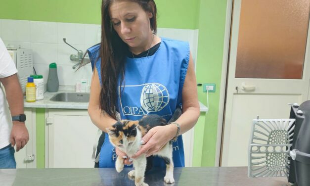 UNA CORSA CONTRO IL TEMPO PER SALVARE MEMOLE, GATTINA AGONIZZANTE IN STRADA. UNISCITI AGLI ANGELI BLU DI CAMPOFELICE PER RIDARLE LA SPERANZA