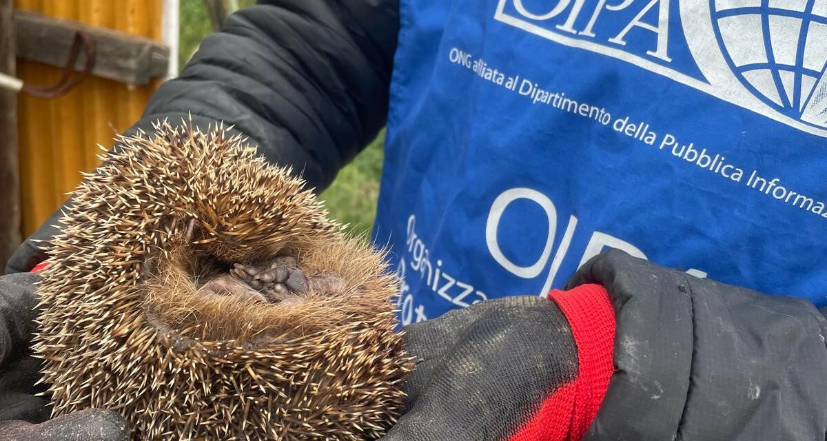 GLI ANGELI BLU DI MILANO SALVANO UN RICCIO IN DIFFICOLTÀ E LANCIANO UN APPELLO: MAI VOLTARSI DALL’ALTRA PARTE DI FRONTE A UN ANIMALE FERITO. OGNI VITA CONTA