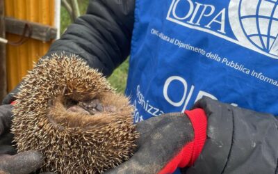 GLI ANGELI BLU DI MILANO SALVANO UN RICCIO IN DIFFICOLTÀ E LANCIANO UN APPELLO: MAI VOLTARSI DALL’ALTRA PARTE DI FRONTE A UN ANIMALE FERITO. OGNI VITA CONTA