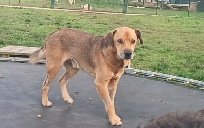 GLI ULTIMI SFORZI VERSO L’INDIPENDENZA: AIUTIAMO SMILE, IL CAGNOLINO PARALIZZATO SALVATO DAGLI ANGELI BLU DI AVELLINO