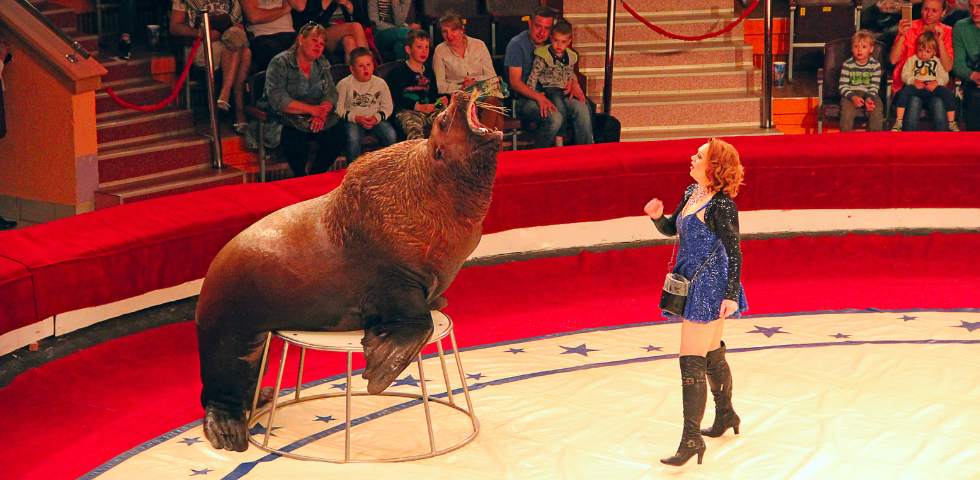 Sequestrato a Torino un circo per sfruttamento dei lavoratori: e gli animali?