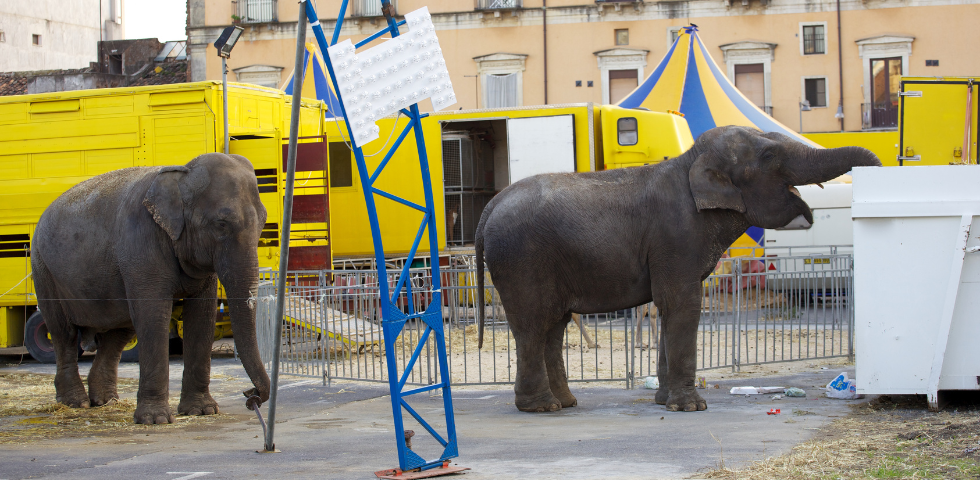 circo animali