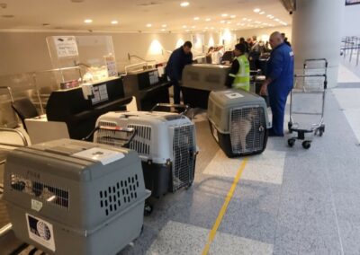 cani arrivati dal Libano in aeroporto