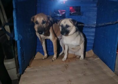 cani arrivati dal Libano in aeroporto